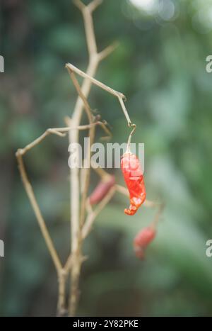 piments rouges séchés laissés sur la plante dans le jardin, pour la cuisson ou la collecte de graines pour faire pousser de futures plantes, mise au point sélective avec un fond flou Banque D'Images