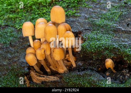 Agrégat de champignons scintillants Coprinellus micaceus sur le tronc d'arbre en pourriture tombé dans les bois pendant l'automne, Angleterre Royaume-Uni. Champignon, nature, toadstools Banque D'Images