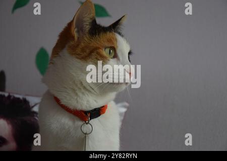 Beau chat tricolore regardant par la fenêtre Banque D'Images