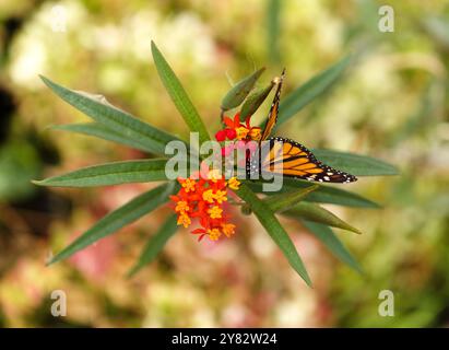 Faune de Glan Canaria - papillon monarque, Danaus plexippus Banque D'Images