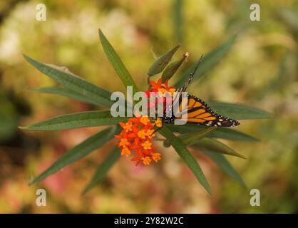 Faune de Glan Canaria - papillon monarque, Danaus plexippus Banque D'Images