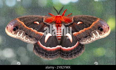 Macro d'une teigne cecropia (hyalophora cecropia) avec les ailes déployées ouvertes Banque D'Images