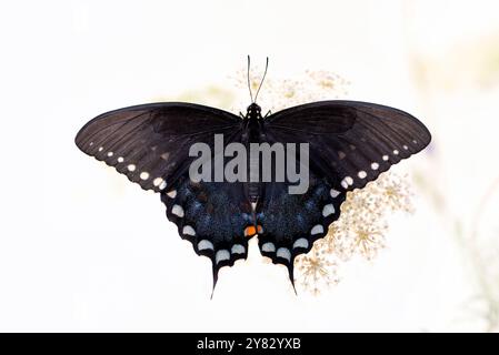 Macro d'un épicebush / papillon noir (papilio troilus) reposant sur une fleur - fond blanc doux Banque D'Images