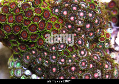 Œil rose pour le rocher Zoanthid Eye, Zoanthus spp Banque D'Images