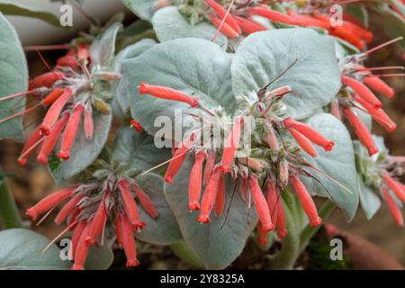 Sinningia canescens, edelweiss brésilien, feuilles vivaces gris-vert recouvertes de poils soyeux, grappes de fleurs tubulaires rouge orangé Banque D'Images