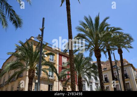 Palmiers avec un bâtiment en arrière-plan Banque D'Images