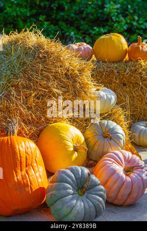 Scène de récolte avec des citrouilles aux jardins Van Dusen à Vancouver Canada Banque D'Images