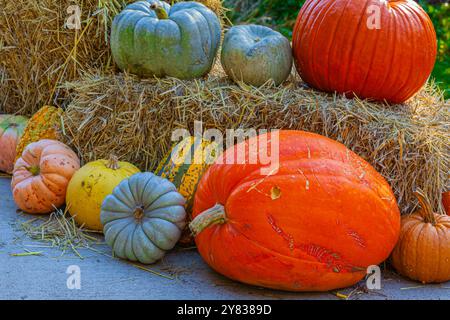 Scène de récolte avec des citrouilles aux jardins Van Dusen à Vancouver Canada Banque D'Images