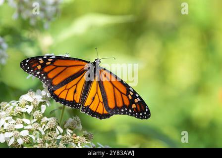 Papillon monarque en migration (Danaus plexippus) se nourrissant de fleurs de vaches gelées, ailes grandes ouvertes, dans le jardin d'automne. Copier l'espace. Banque D'Images