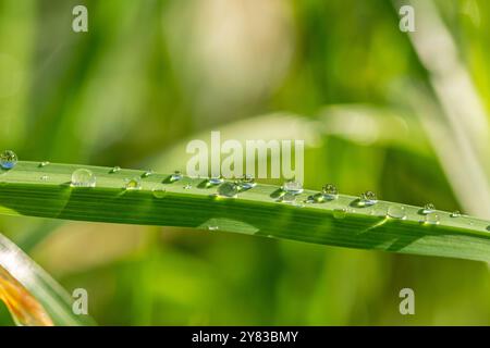 Gros plan macro de magnifiques gouttes de rosée scintillantes sur un brin d'herbe vert Banque D'Images