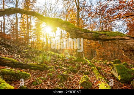 Vieux tronc d'arbre couvert de mousse dans la forêt d'automne au coucher du soleil Banque D'Images