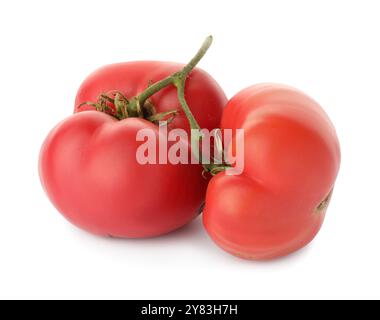 Branche avec tomates roses mûres isolées sur blanc Banque D'Images