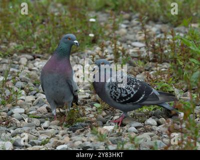 Une paire de pigeons Feral debout sur une surface rocheuse. Banque D'Images