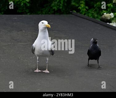 Une mouette et un jackdaw debout près l'un de l'autre sur un toit plat. Banque D'Images