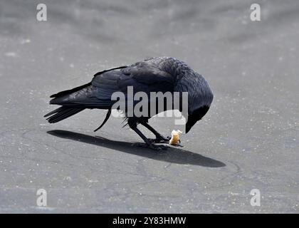 Jackdaw mangeant du pain sur un toit plat. Banque D'Images