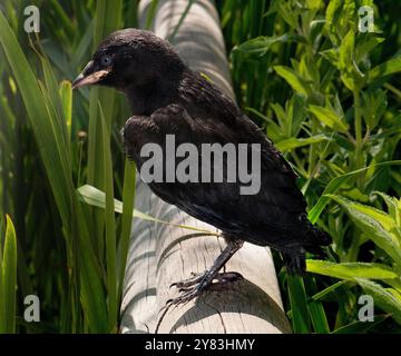 Un juvénile jackdaw perché sur une bûche tombée. Banque D'Images