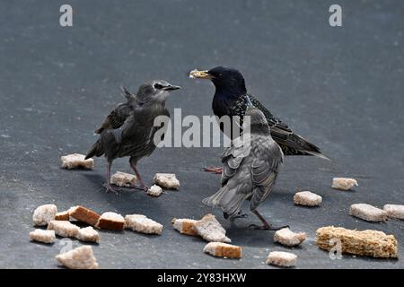 Mère Starling nourrissant deux jeunes poussins avec beaucoup de pain. Banque D'Images