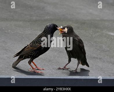 Des étourneaux affamés nourris par maman. Bien concentré et pris sur un toit de garage. Banque D'Images