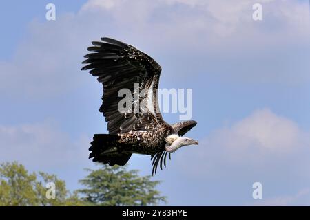 Le vautours griffon de Ruppell vole par temps clair. Banque D'Images