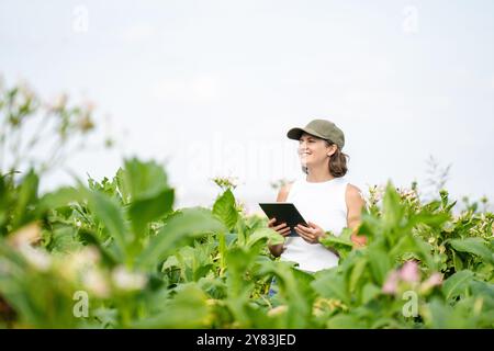 Agricultrice avec tablette numérique sur un champ de tabac. Banque D'Images