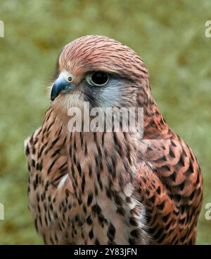 Un gros plan femelle Kestrel, tête et poitrine. Banque D'Images