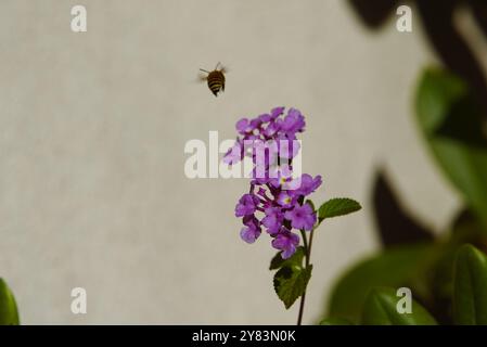 Bumblebee in Flight : danse parmi les fleurs de lavande Banque D'Images