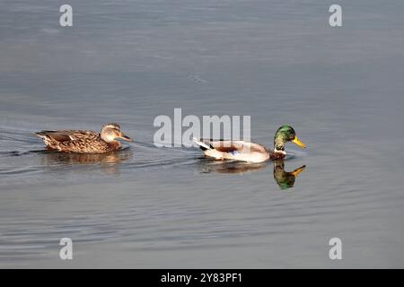 Deux canards colverts (Anas platyrhynchos), mâles et femelles, nageant en ligne dans la mer Banque D'Images