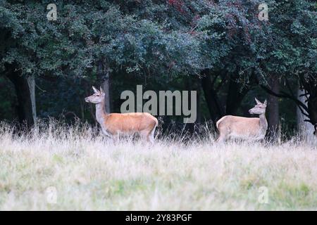 Deux cerfs roux (Cervus elaphus) dans la saison d'ornithage, debout sur l'herbe avec des arbres derrière Banque D'Images