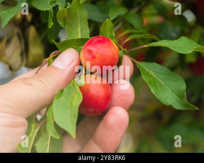 Une main sélectionne soigneusement une prune cerise rouge mûre de l'arbre, entourée de feuilles vertes vibrantes, avec la lumière du soleil filtrant à travers les branches, soulignant la fraîcheur de la récolte. Banque D'Images