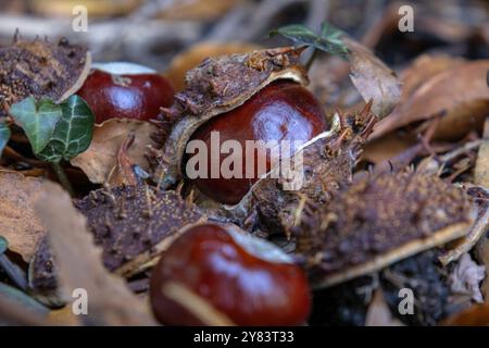 conkers sur le sol boisé Banque D'Images