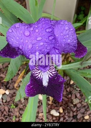 Magnifiquement capturer les gouttes de rosée matinale de forme unique sur les pétales violets foncés d'une fleur d'iris Douglas Lovely planté devant une clôture beige Banque D'Images
