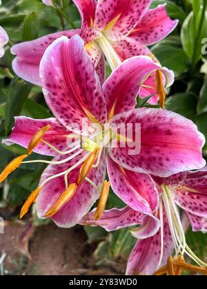 Magnifiquement capturer les gouttes de rosée matinale de forme unique sur les pétales violets foncés d'une fleur d'iris Douglas Lovely planté devant une clôture beige Banque D'Images