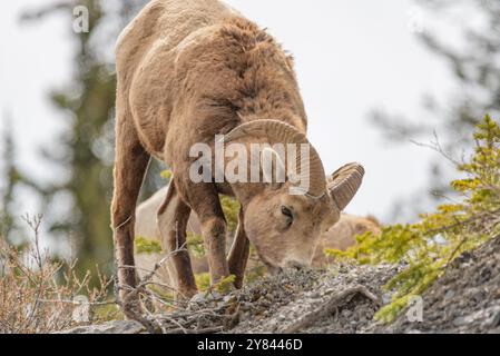 Mouflon sauvage (Ovis canadensis) vu dans le parc national Banff en été avec un fond de ciel gris flou. Nature sauvage avec animaux Canada Banque D'Images