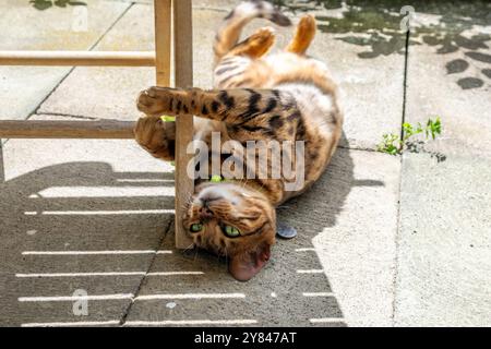 Chat Bengale jouissant de temps de jeu avec une chaise sur un patio ensoleillé, relaxant et regardant mignon, mettant en évidence les soins pour animaux de compagnie et en bonne santé Banque D'Images