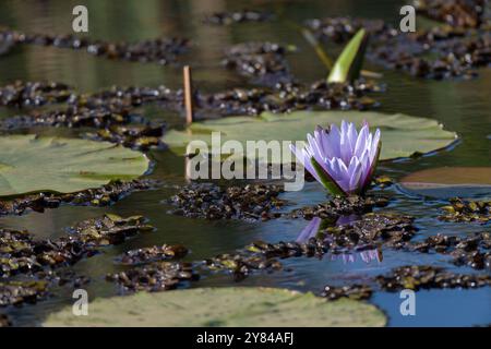 Lys d'eau bleu, Nymphaea nouchali var. Caerulea, Nymphaeaceae, réserve forestière de Karura, Nairobi, Kenya, Afrique, Banque D'Images
