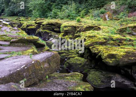 Le Strid sur la rivière Wharfe en été, Yorkshire, Angleterre Banque D'Images