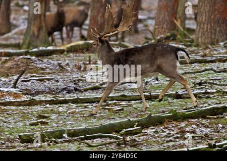 Fallow Deer traverse en tirant sur un troupeau de Red Deer Banque D'Images