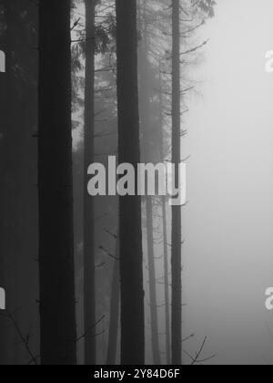 Forêt de nuages, noir et blanc Banque D'Images