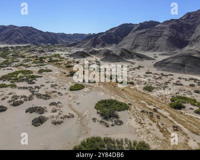 Éléphants du désert (Loxodonta africana) dans la rivière sèche Hoanib, vue aérienne, Kaokoveld, région de Kunene, Namibie, Afrique Banque D'Images