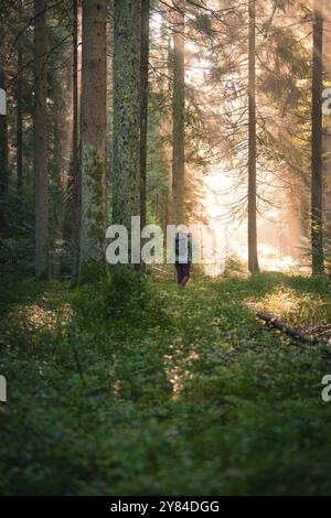 Un randonneur solitaire se promène dans une forêt dense, baignée de lumière du soleil qui crée une atmosphère calme et paisible, Calw, Forêt Noire, Allemagne, Europe Banque D'Images