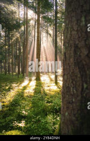 Les rayons du soleil pénètrent dans les arbres denses de la forêt et illuminent le sol mousseline, Calw, Forêt Noire, Allemagne, Europe Banque D'Images