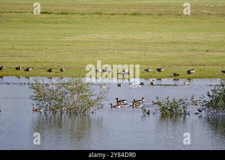 Un groupe d'oies et de canards nageant dans l'eau peu profonde à côté d'arbustes sur un pré inondé, Gartow, Elbe basse-Saxe, Allemagne, Europe Banque D'Images