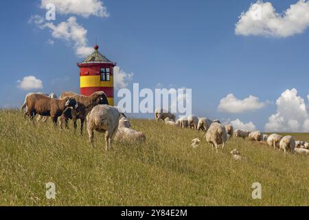 Phare de Pilsum, troupeau de moutons, moutons de dyke, Pilsum, Frise orientale, basse-Saxe, Allemagne, Europe Banque D'Images