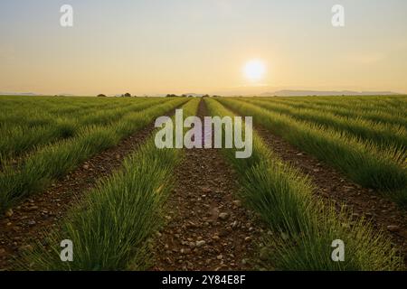 Un large champ de lavande (Lavandula), au lever du soleil, montagnes en arrière-plan, été, Valensole, Alpes-de-haute-Provence, Provence-Alpes-Cote d'Azur, FR Banque D'Images