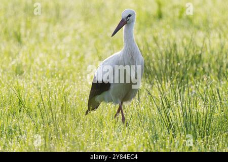 Cigogne blanche (Ciconia ciconia) buvant dans une prairie au petit matin, perles de rosée sur l'herbe, basse-Saxe, Allemagne, Europe Banque D'Images