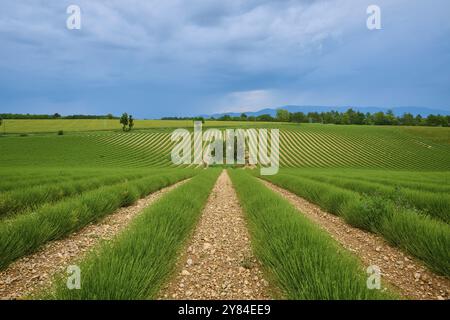 Vaste champ de lavande (Lavandula), arbres éparpillés, montagnes en arrière-plan, ciel couvert, été, Valensole, Alpes-de-haute-Provence, Provence Banque D'Images