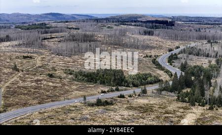 Mortalité des arbres dans les montagnes du Harz. Pins morts dans le parc national du Harz, Torfhaus, 29/09/2024, Torfhaus, basse-Saxe, Allemagne, Europe Banque D'Images