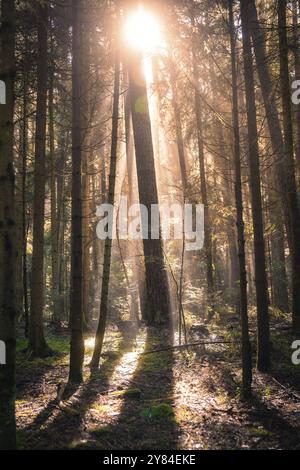 Les rayons de soleil traversent la canopée et illuminent une forêt tranquille, créant de longues ombres et une atmosphère paisible, Calw, Forêt Noire, Allemagne, Europe Banque D'Images