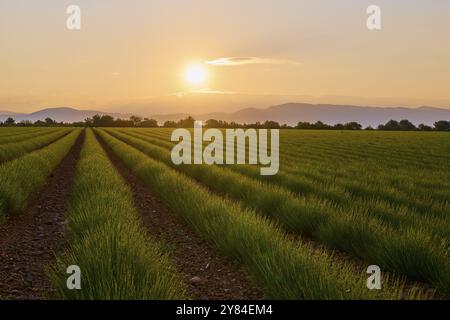 Un large champ de lavande (Lavandula), au lever du soleil, montagnes et collines en arrière-plan, été, Valensole, Alpes-de-haute-Provence, Provence-Alpes-Cote Banque D'Images