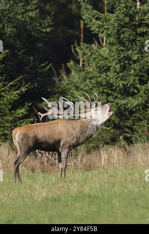 Cerf roux (Cervus elaphus) pendant la saison d'ornithage, grand cerf rugissant dans une clairière forestière, faune sauvage, Sauerland, Rhénanie-du-Nord-Westphalie, Allemagne, Banque D'Images